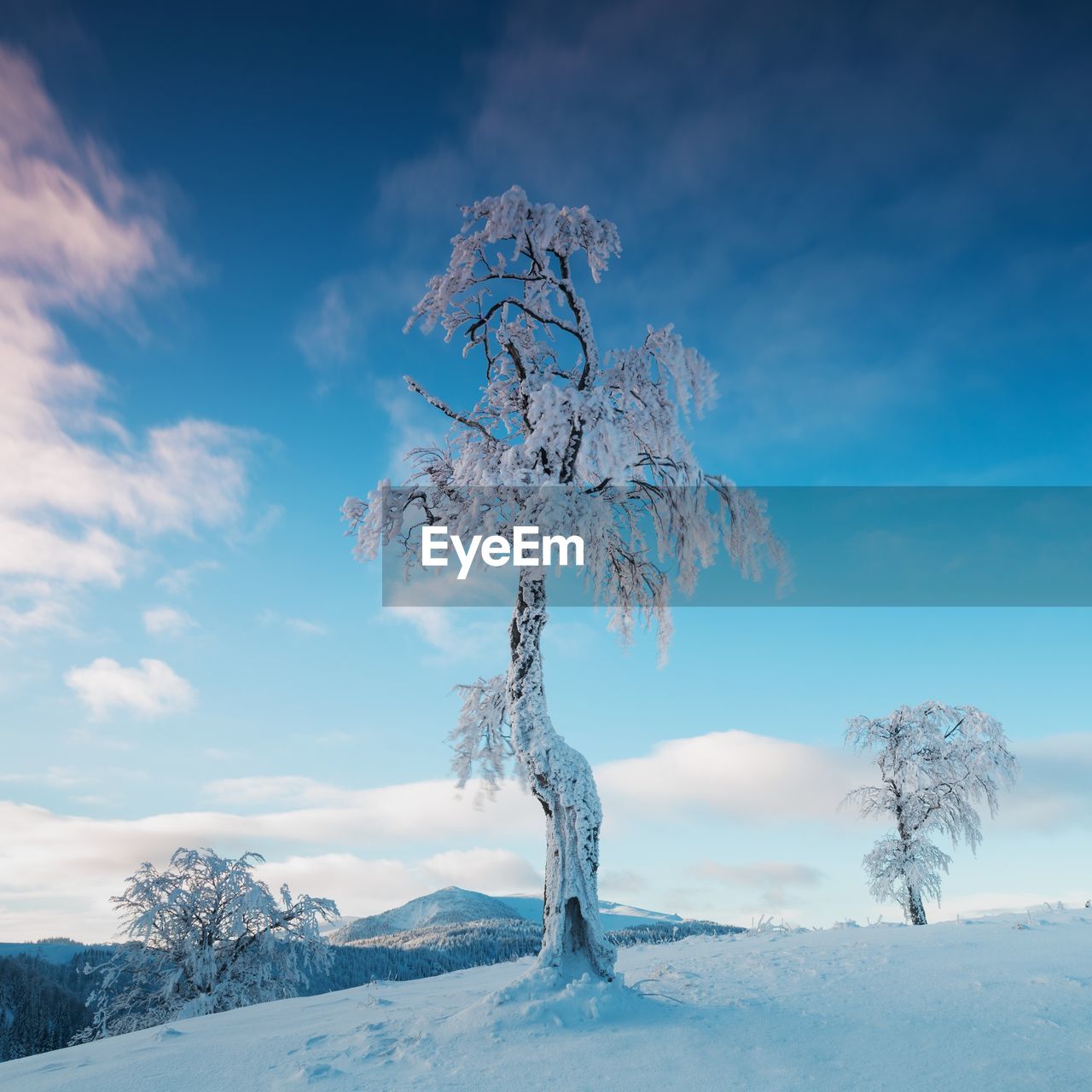 TREE ON SNOW COVERED LANDSCAPE AGAINST SKY