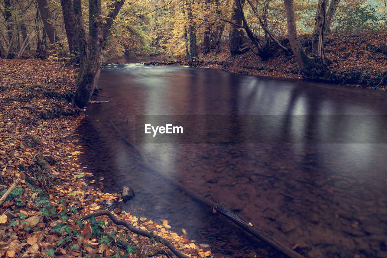 Scenic view of river amidst trees in forest during autumn