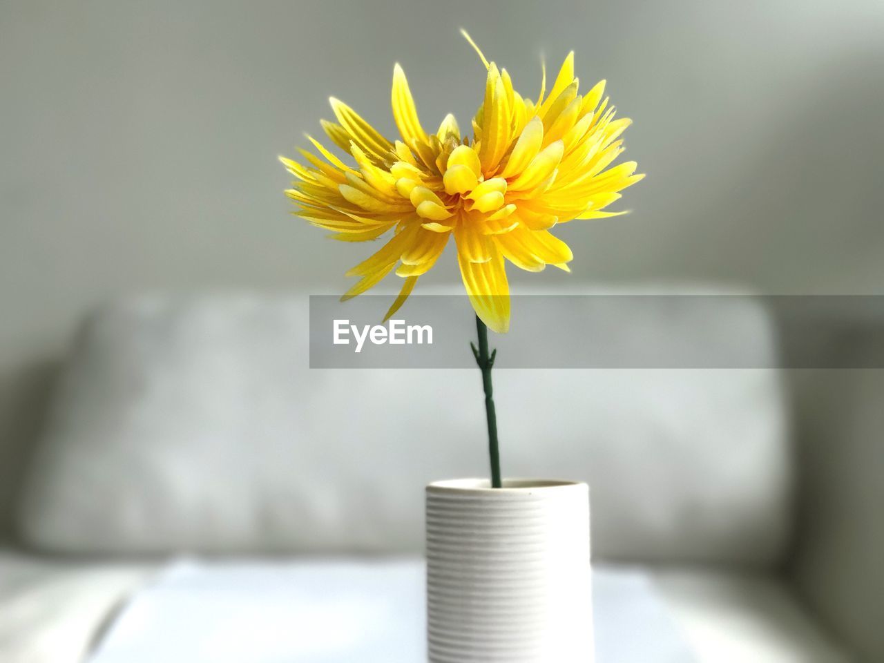 Close-up of yellow flower on table