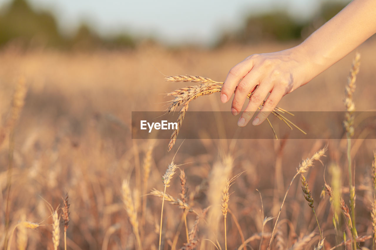 CLOSE-UP OF WHEAT PLANT ON FIELD