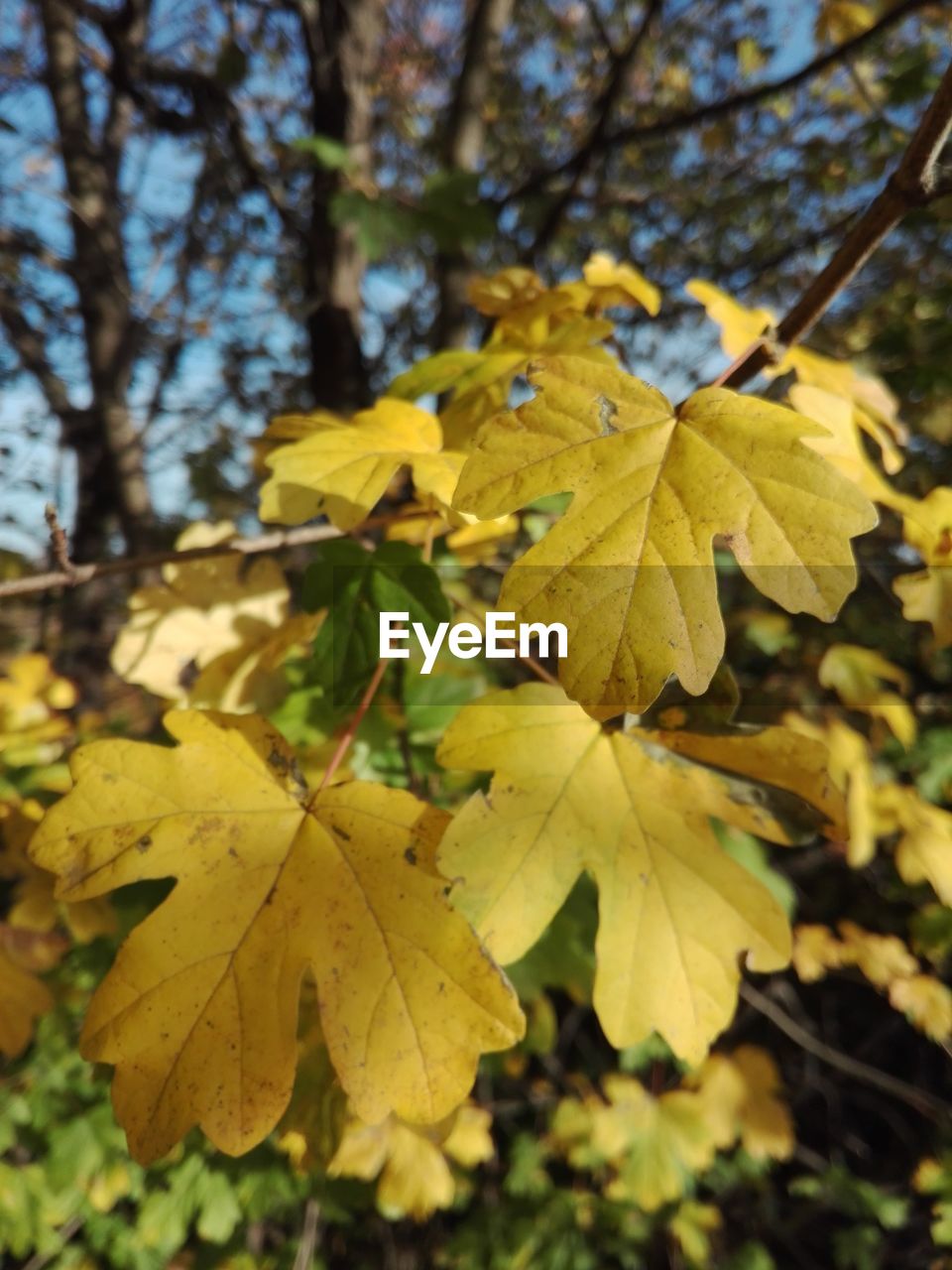 CLOSE-UP OF YELLOW MAPLE LEAVES ON BRANCH