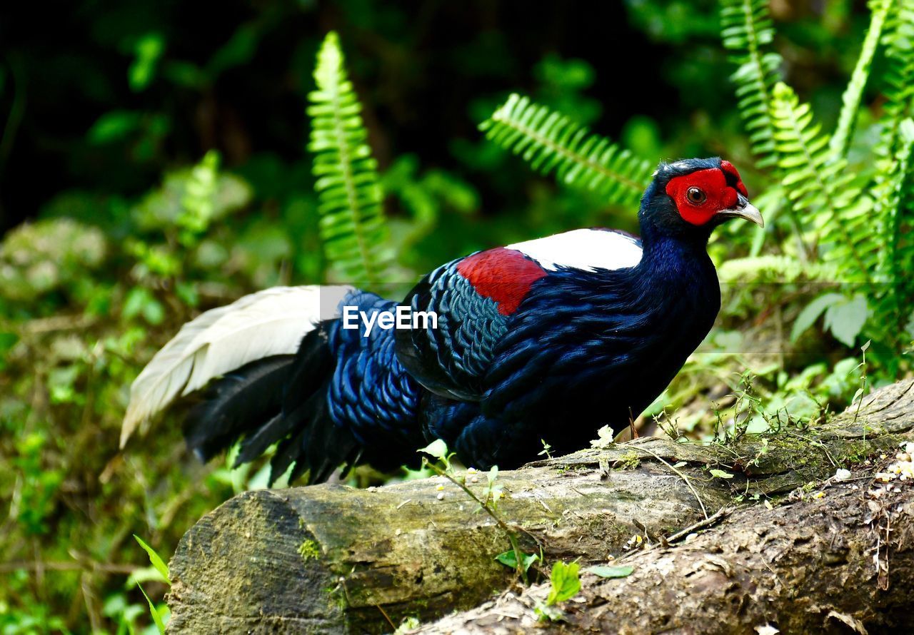 CLOSE-UP OF PARROT ON ROCK