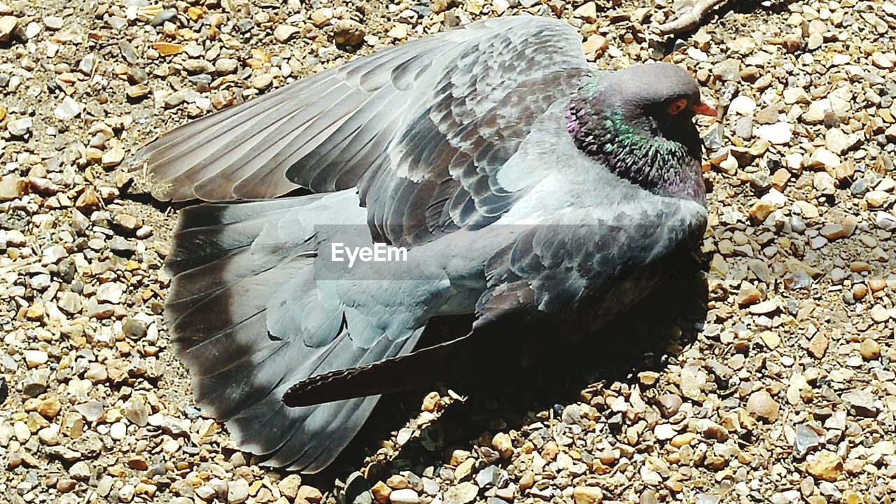 CLOSE-UP OF PEACOCK