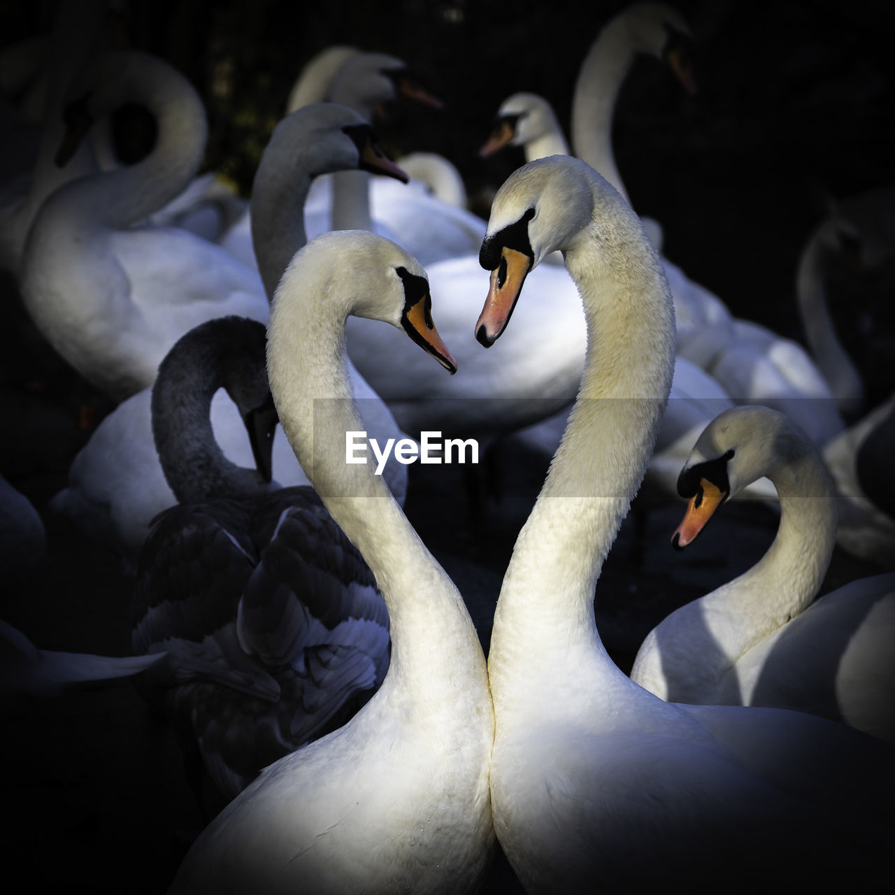 Swans socializing at the swan sanctuary on the banks of the river severn in worcester, uk