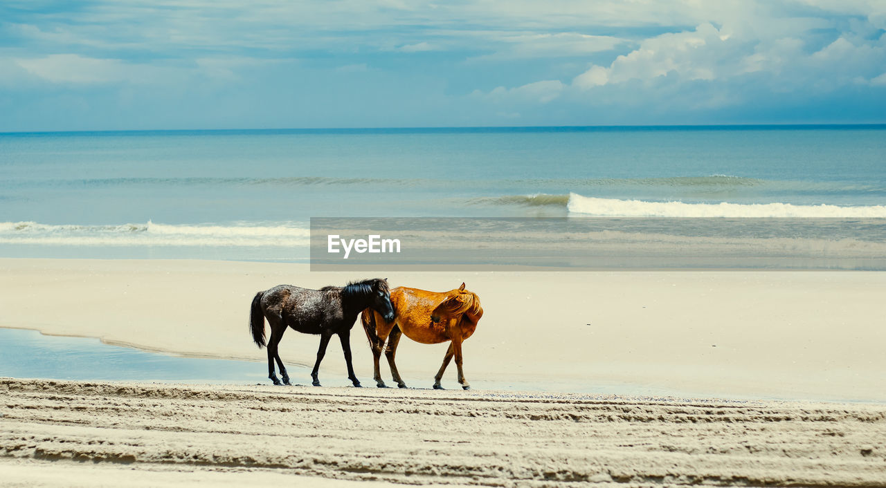 VIEW OF HORSE ON BEACH AGAINST SEA