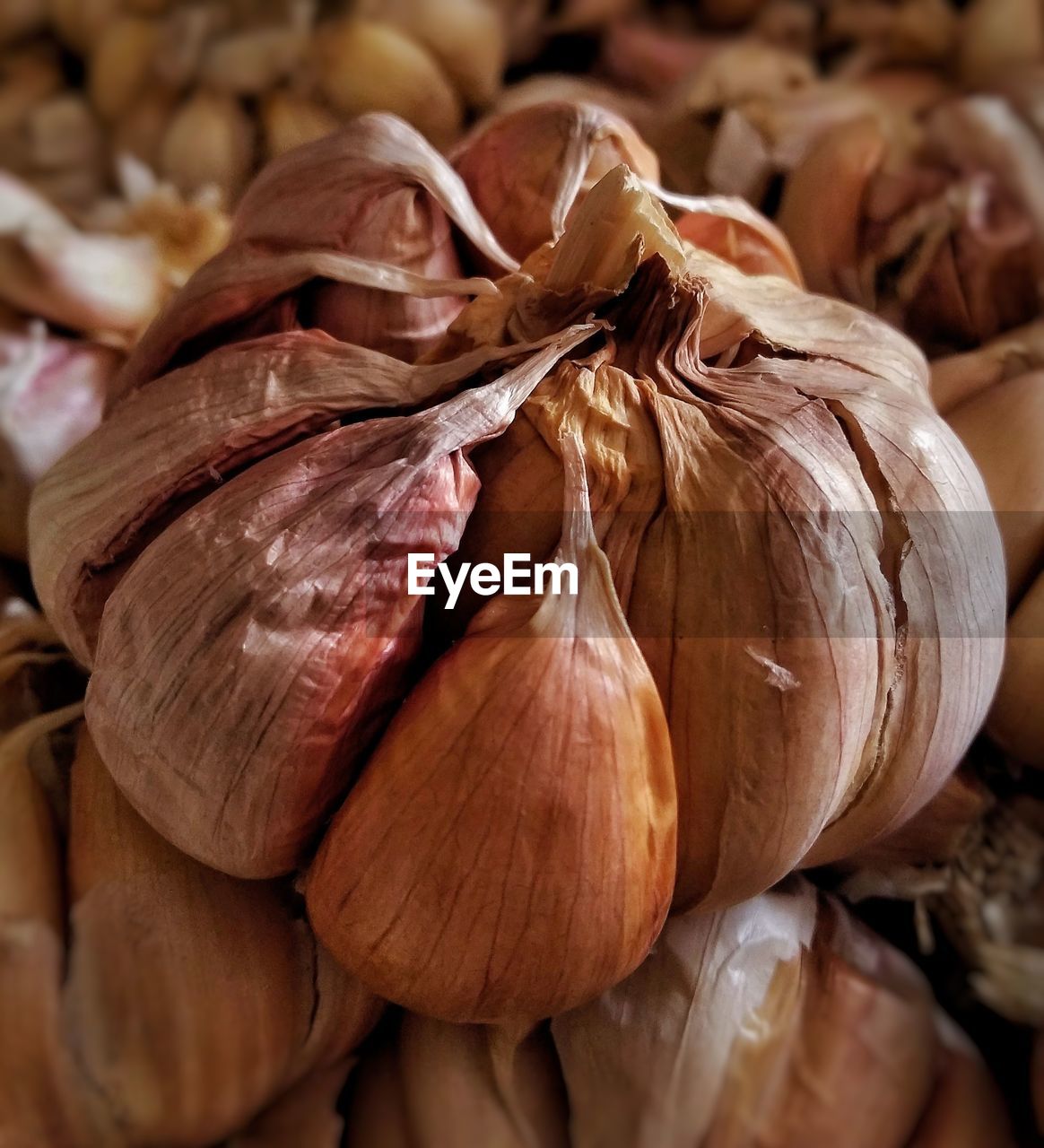 Close-up of garlic