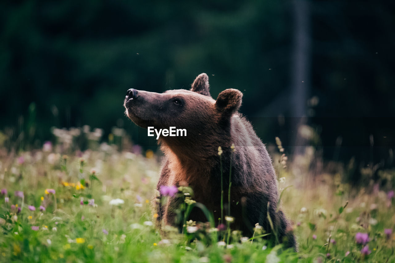 Bear looking away in forest