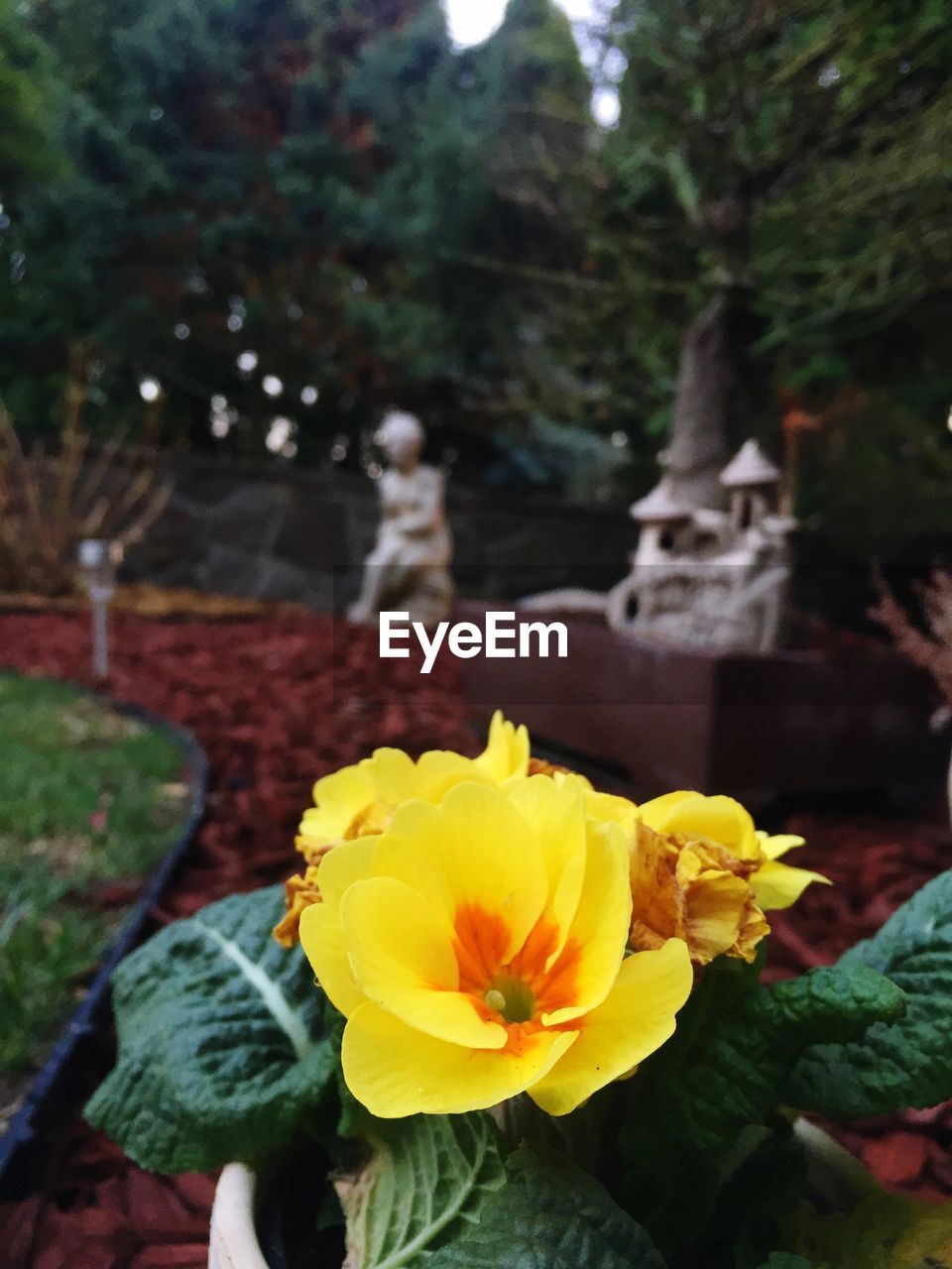 CLOSE-UP OF YELLOW FLOWER AGAINST BLURRED TREES