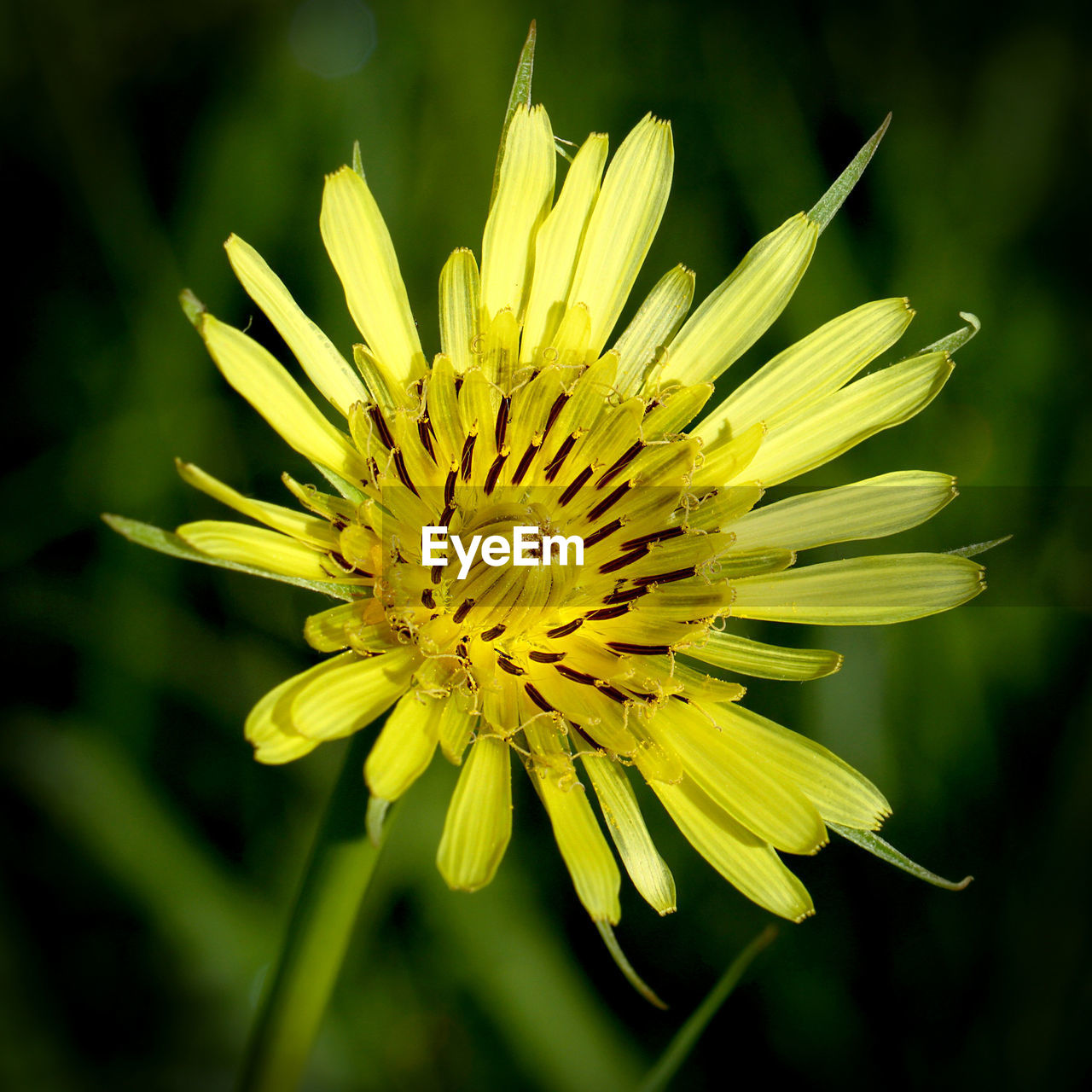 CLOSE-UP OF YELLOW FLOWERS