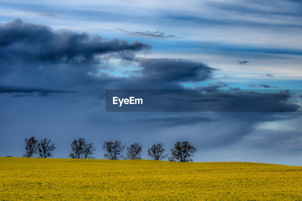 Scenic view of field against sky