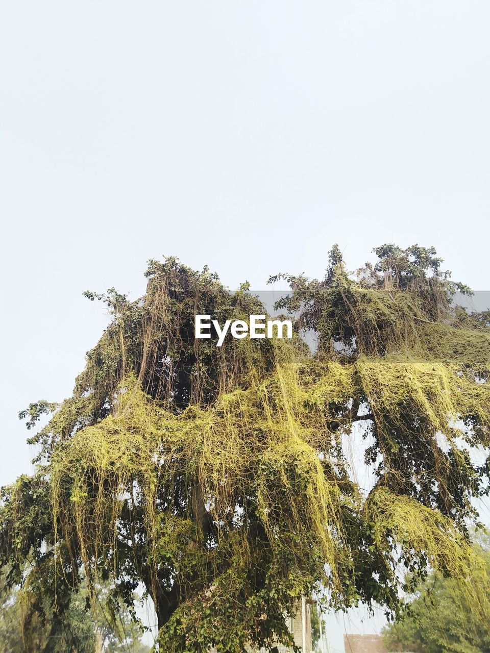 LOW ANGLE VIEW OF TREE AGAINST SKY