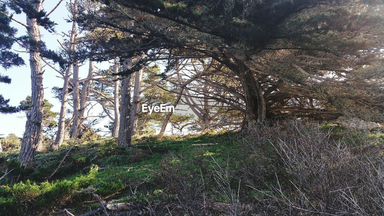 VIEW OF TREES IN FOREST