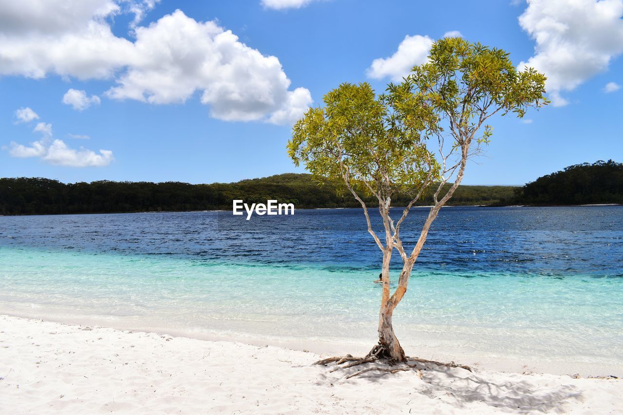 Tree by sea against sky