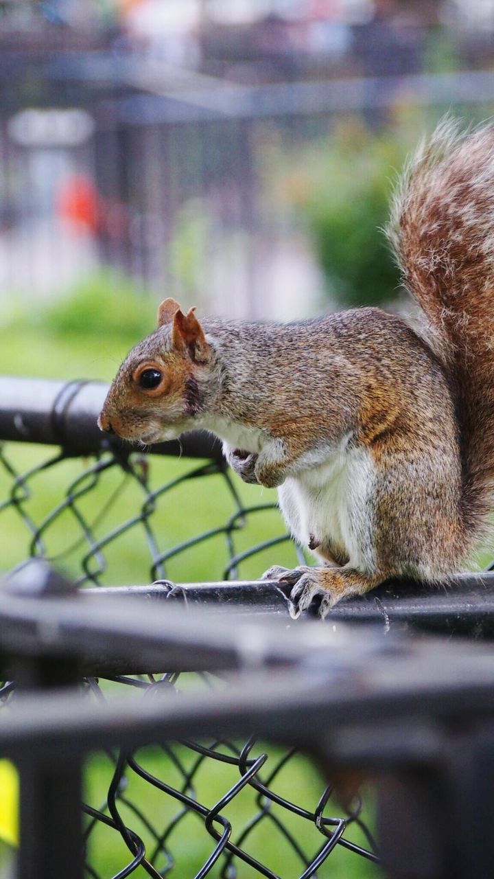 Close-up of squirrel on fence