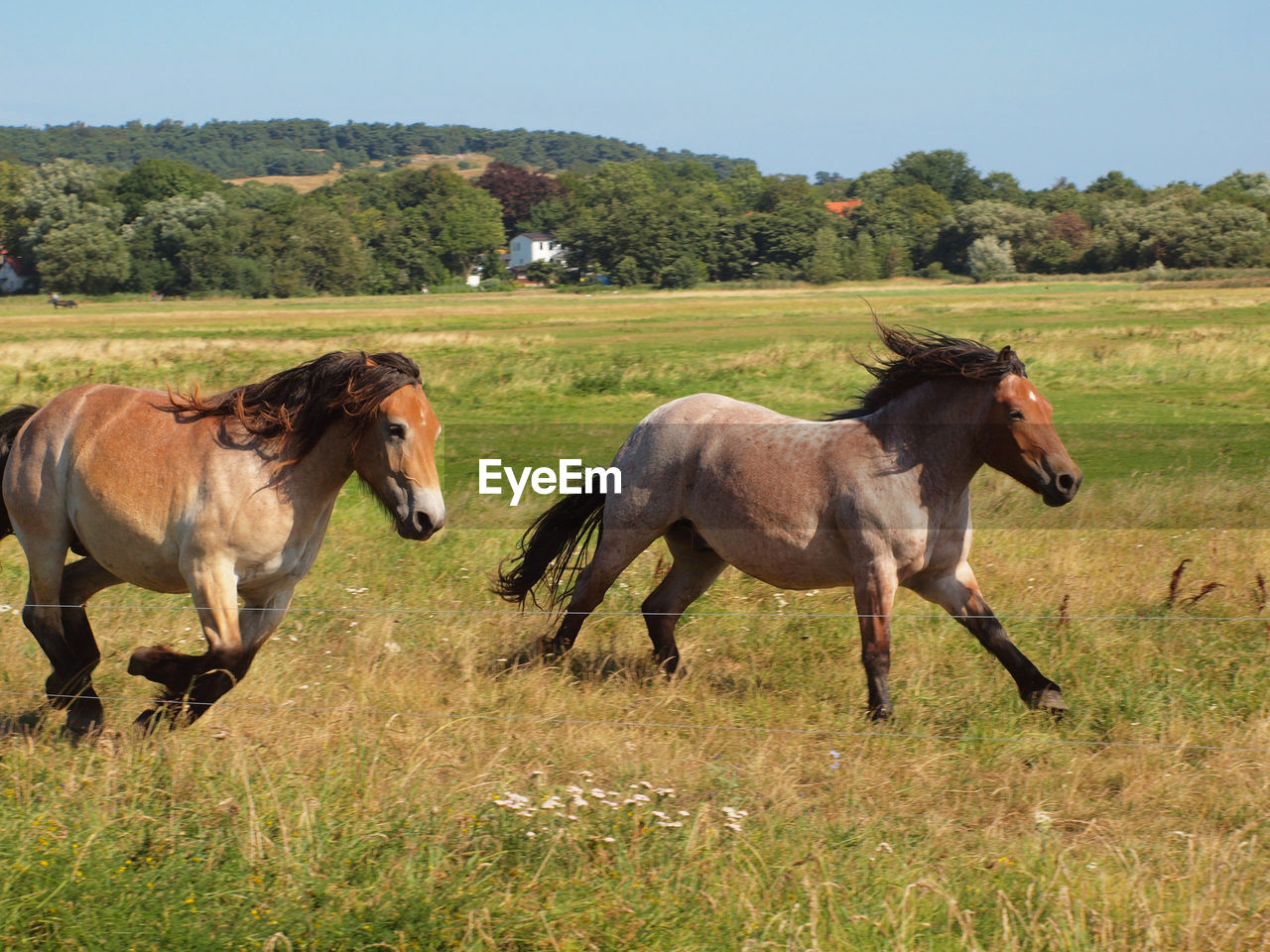 HORSES ON A FIELD