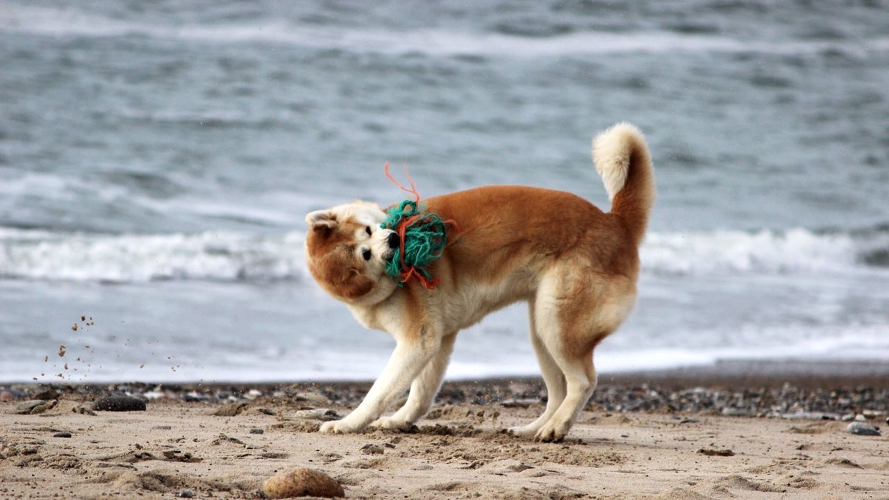 CLOSE-UP OF DOG STANDING AT BEACH