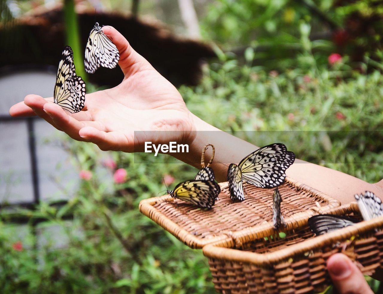 Cropped hand with butterflies