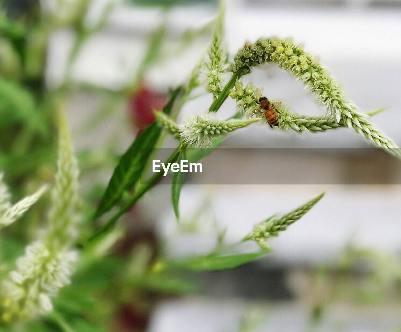 CLOSE-UP OF CATERPILLAR ON PLANT