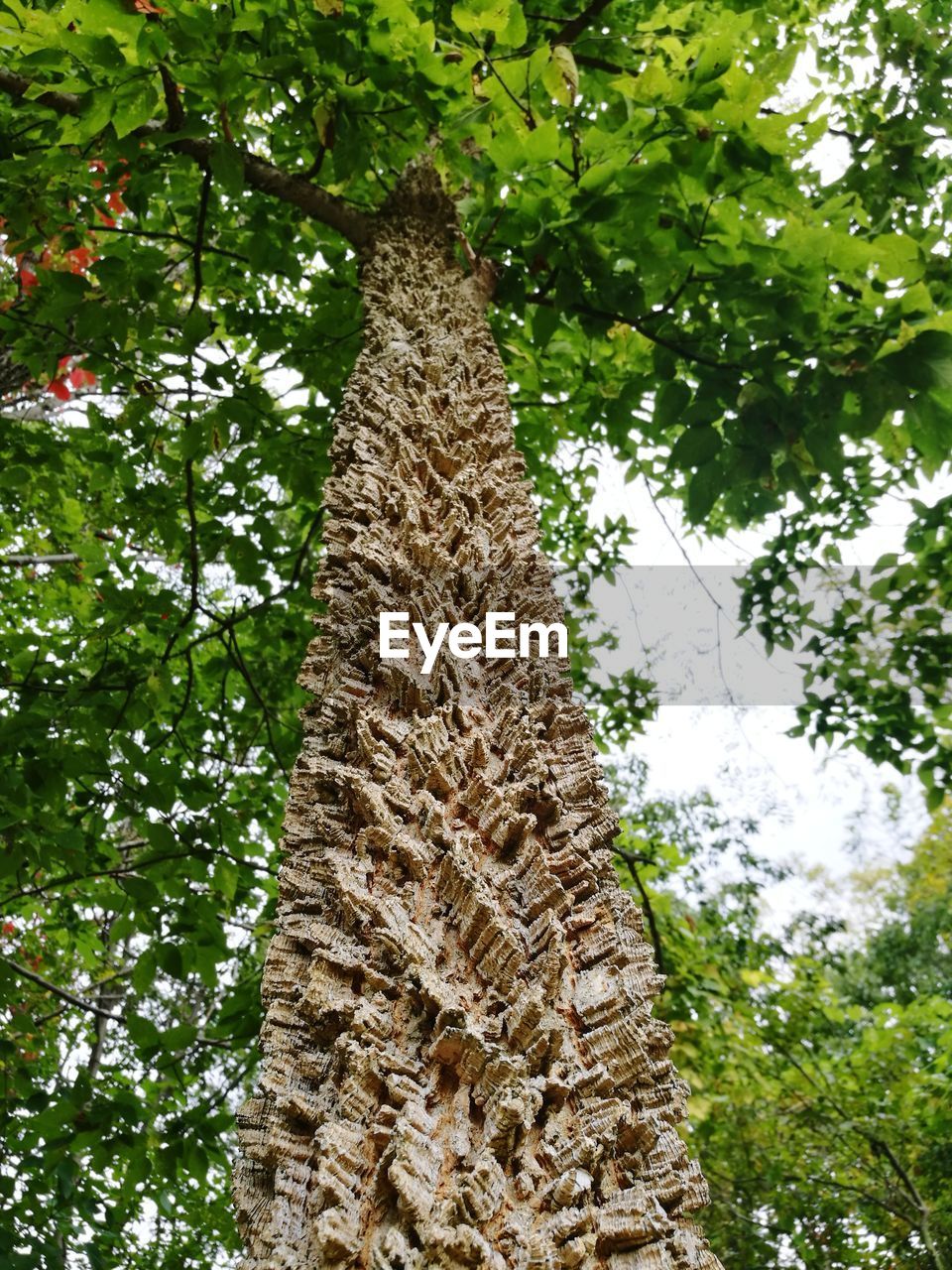 LOW ANGLE VIEW OF TREES AGAINST SKY