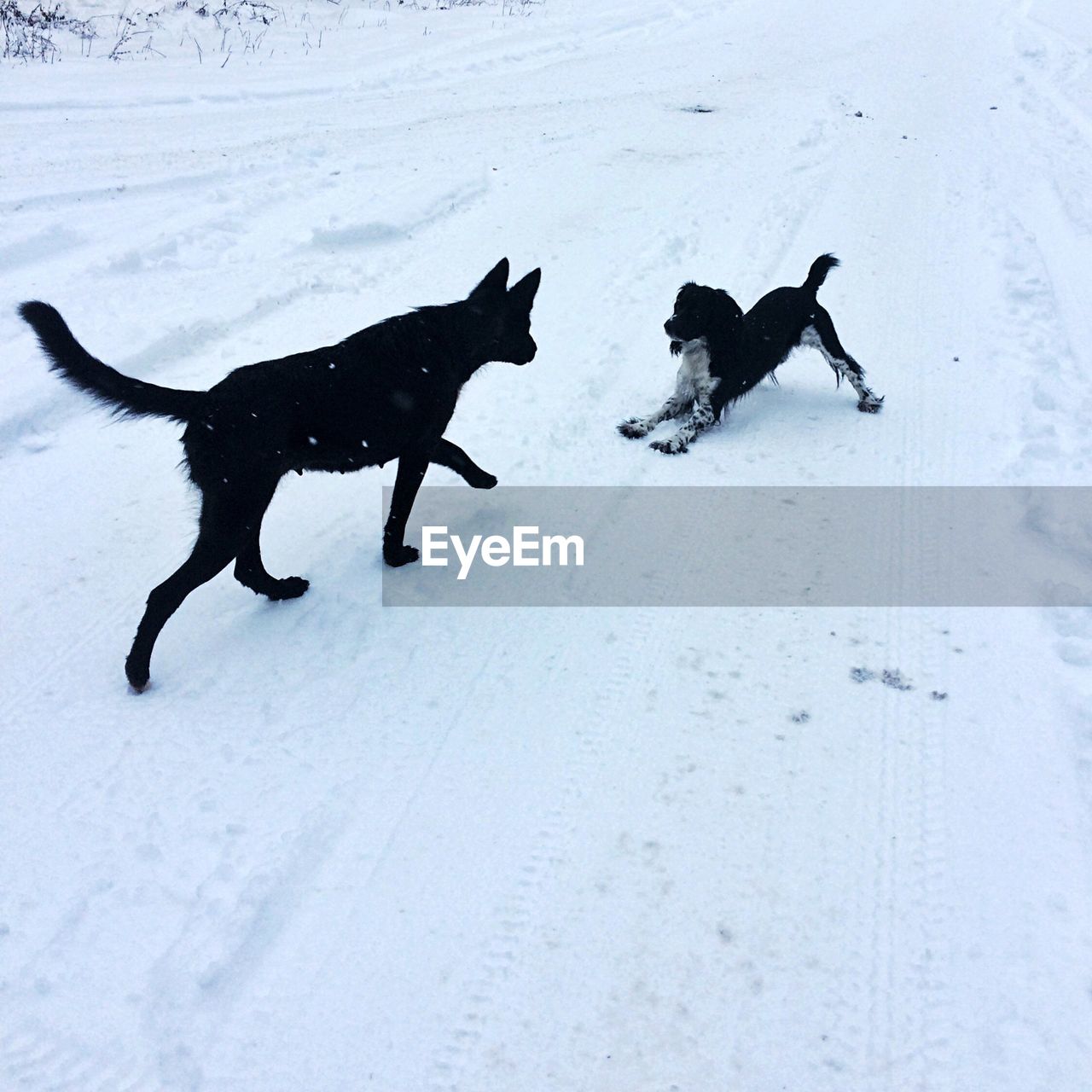 High angle view of black dogs on snow