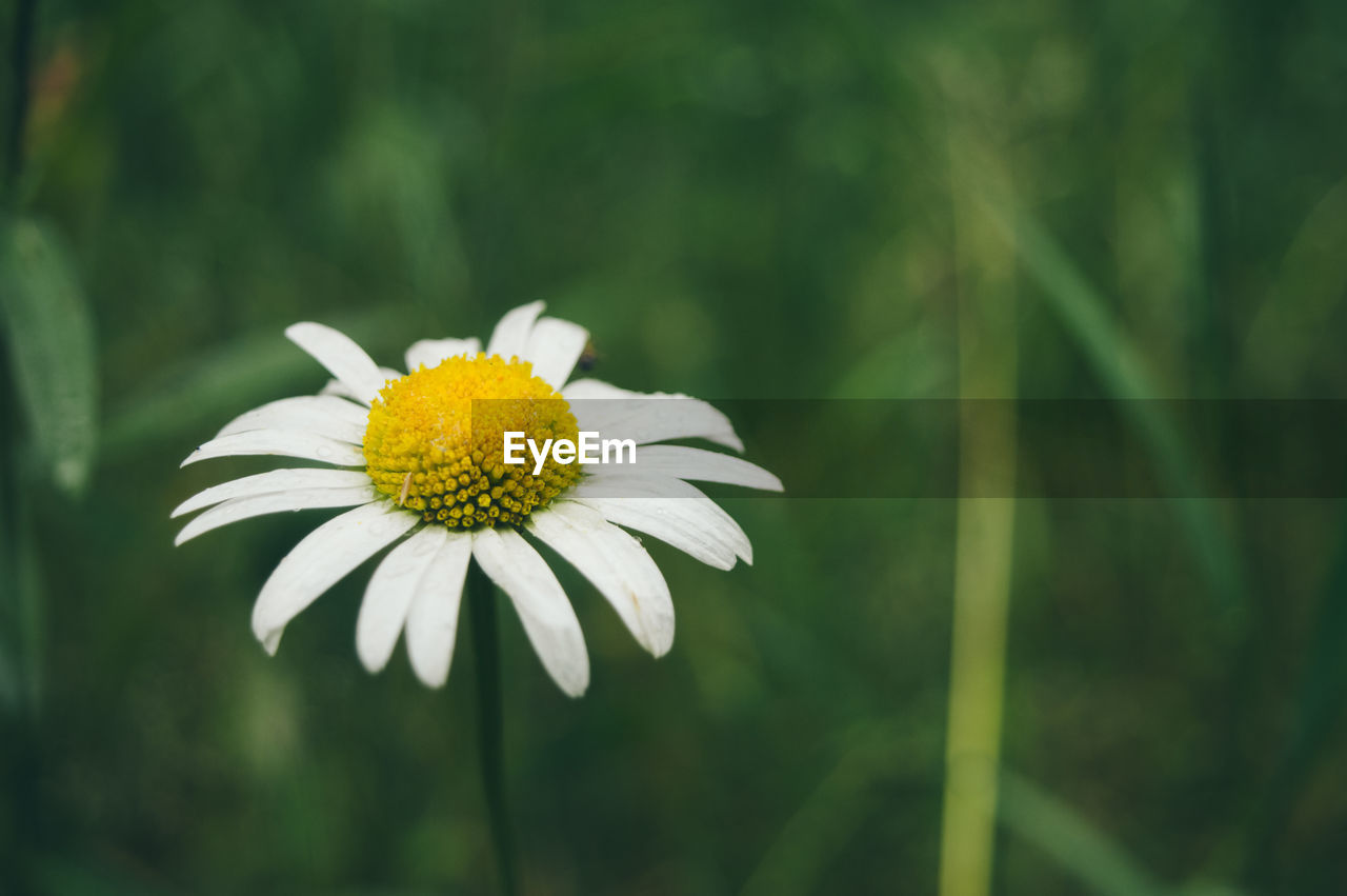 Close-up of white daisy flower