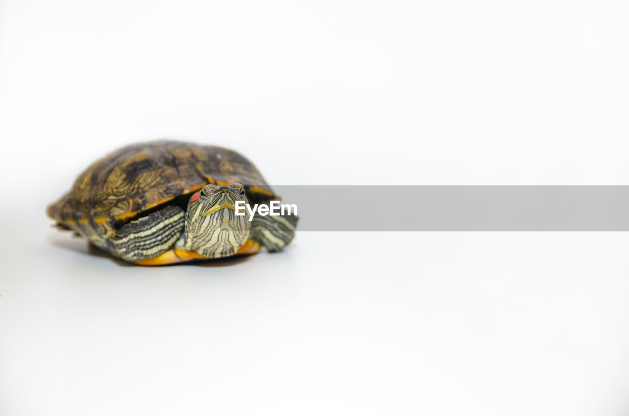 Red-eared slider tortoise isolated on white background