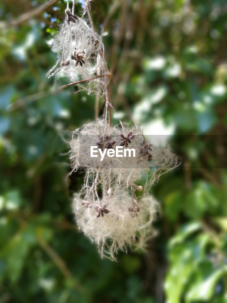 Close-up of flower growing on tree