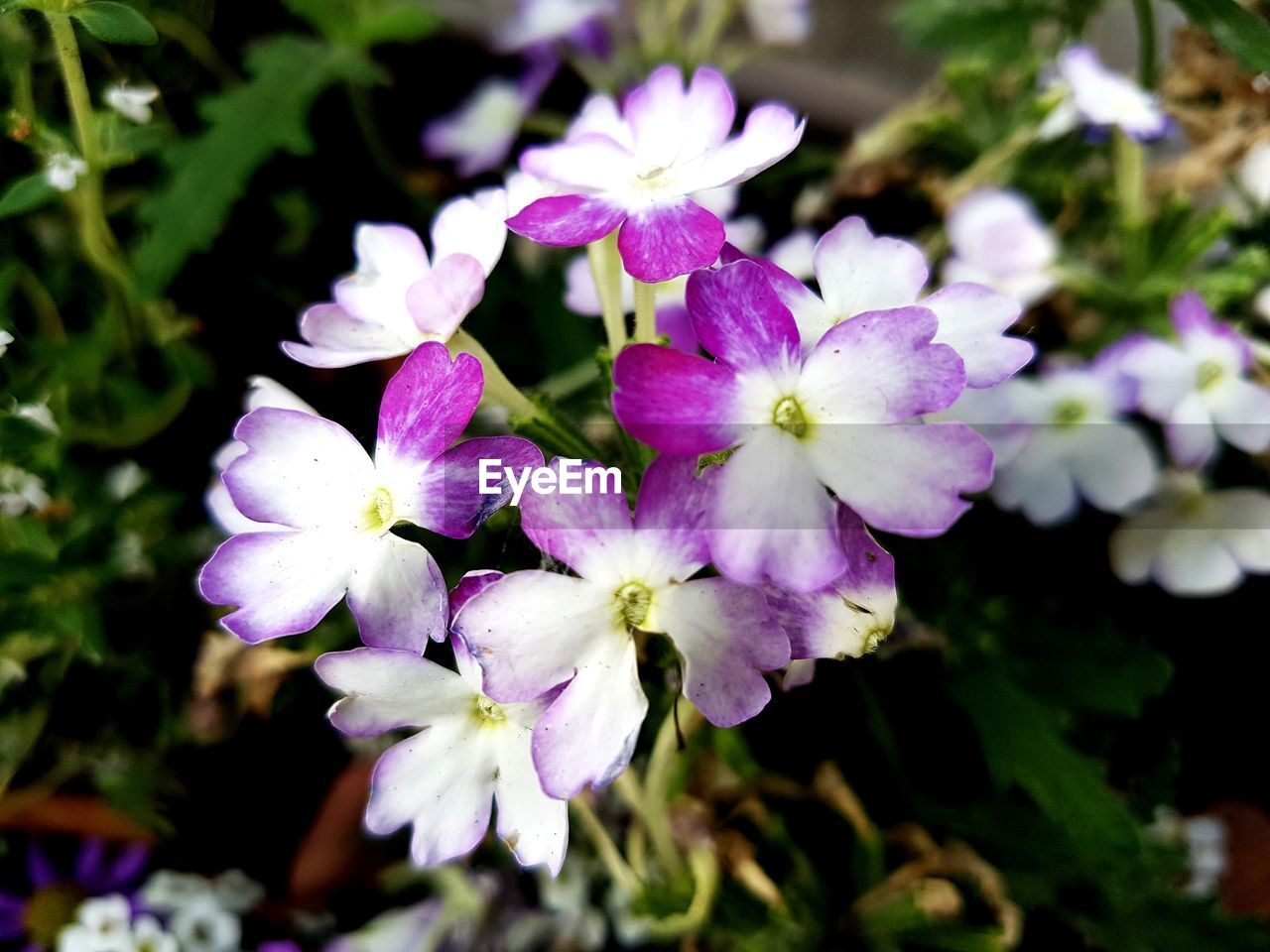 CLOSE-UP OF PURPLE FLOWERS BLOOMING OUTDOORS