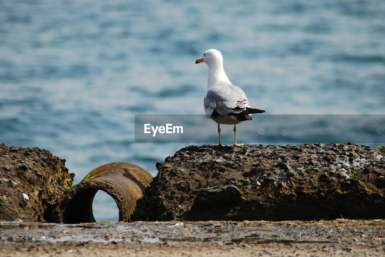 SEAGULL PERCHING ON WOODEN POST BY SEA