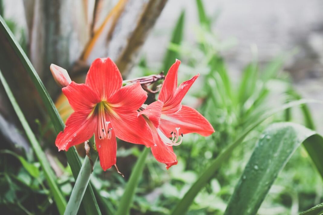 Close-up of flowers against blurred green background