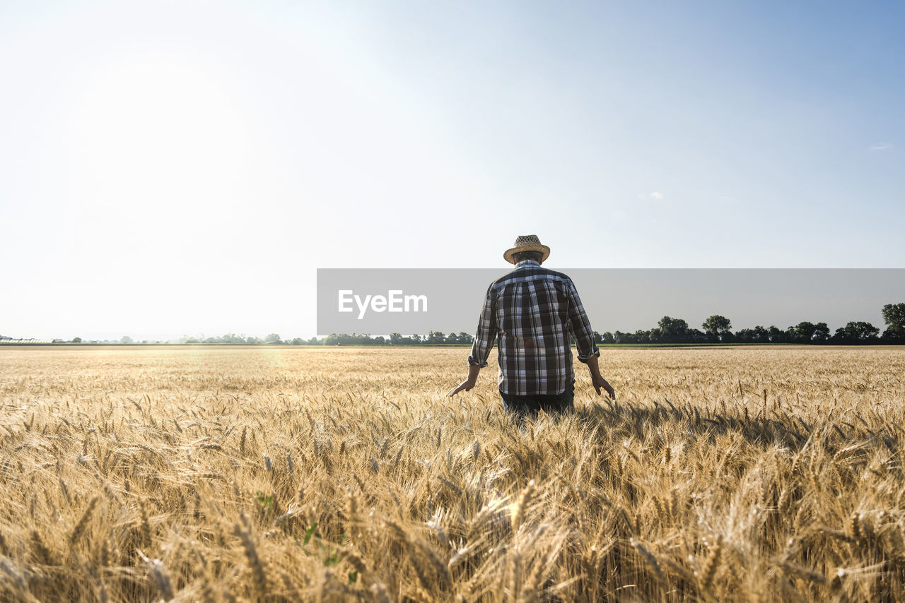 Back view of senior farmer standing in wheat field