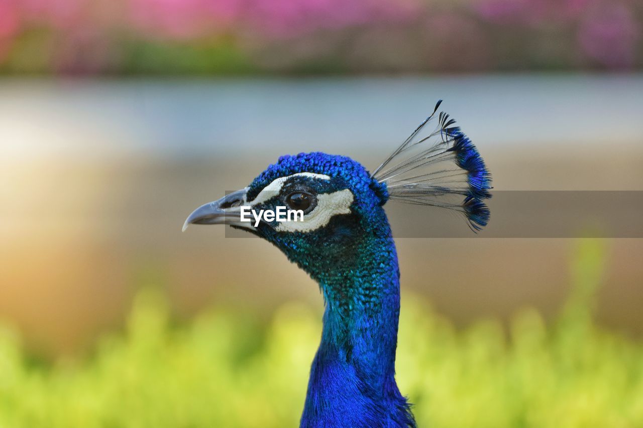 Close-up of a peacock