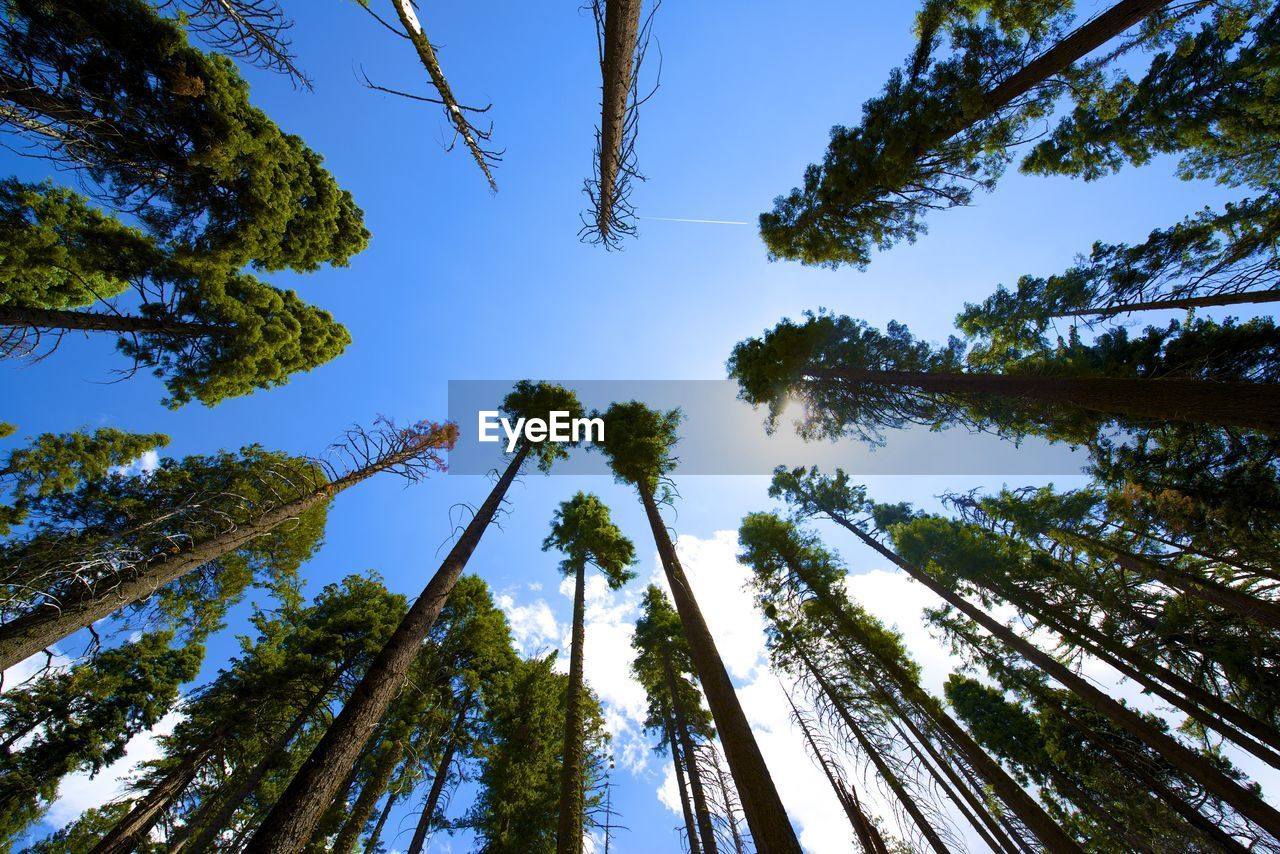 Low angle view of trees against sky