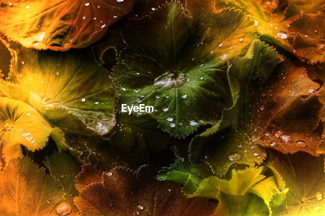 CLOSE-UP OF WET PLANT