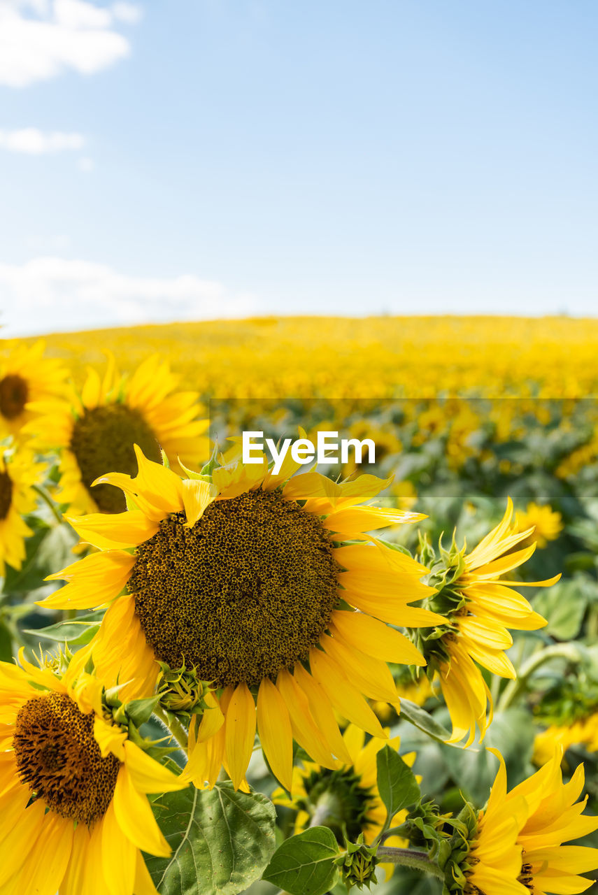 flower, plant, flowering plant, yellow, sunflower, beauty in nature, sky, landscape, freshness, nature, flower head, growth, rural scene, environment, agriculture, field, land, cloud, inflorescence, crop, fragility, petal, no people, horizon over land, summer, scenics - nature, horizon, farm, springtime, close-up, copy space, blossom, vibrant color, sunlight, tranquility, day, sunflower seed, abundance, outdoors, idyllic, focus on foreground, blue, urban skyline, tranquil scene, clear sky, botany, non-urban scene, pollen, wildflower, plain, travel destinations, meadow, travel, sunny, seed, landscaped