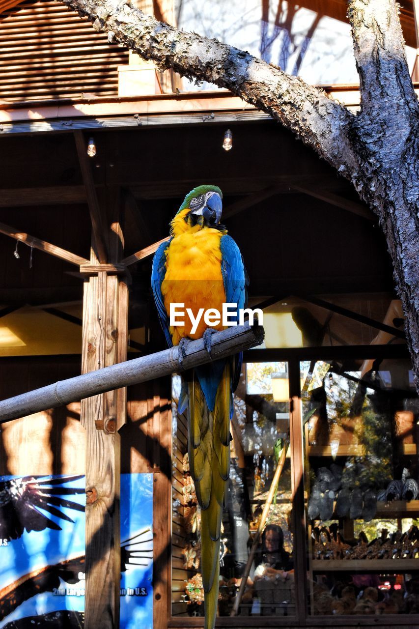 BIRD PERCHING ON A WOOD