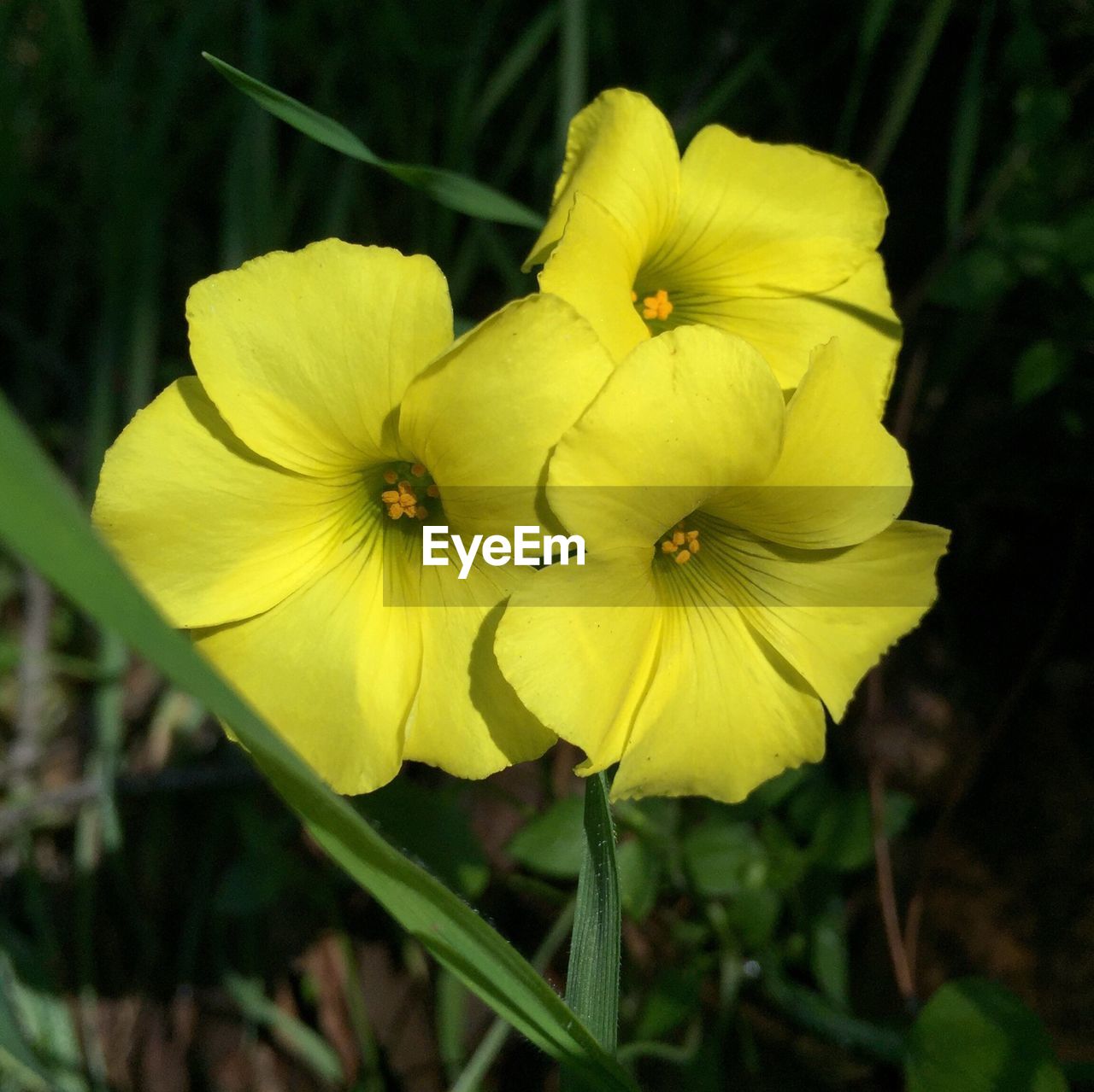 Yellow flowers blooming outdoors