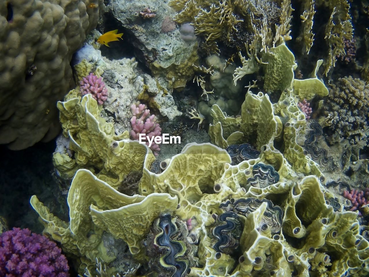 Beautiful tropical fish, marsa alam, egypt