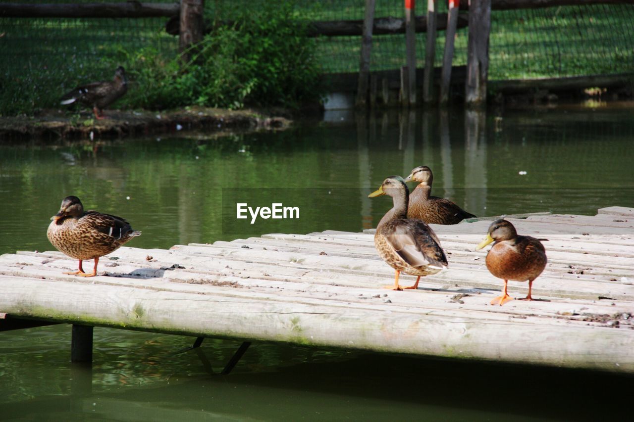 DUCKS ON LAKE