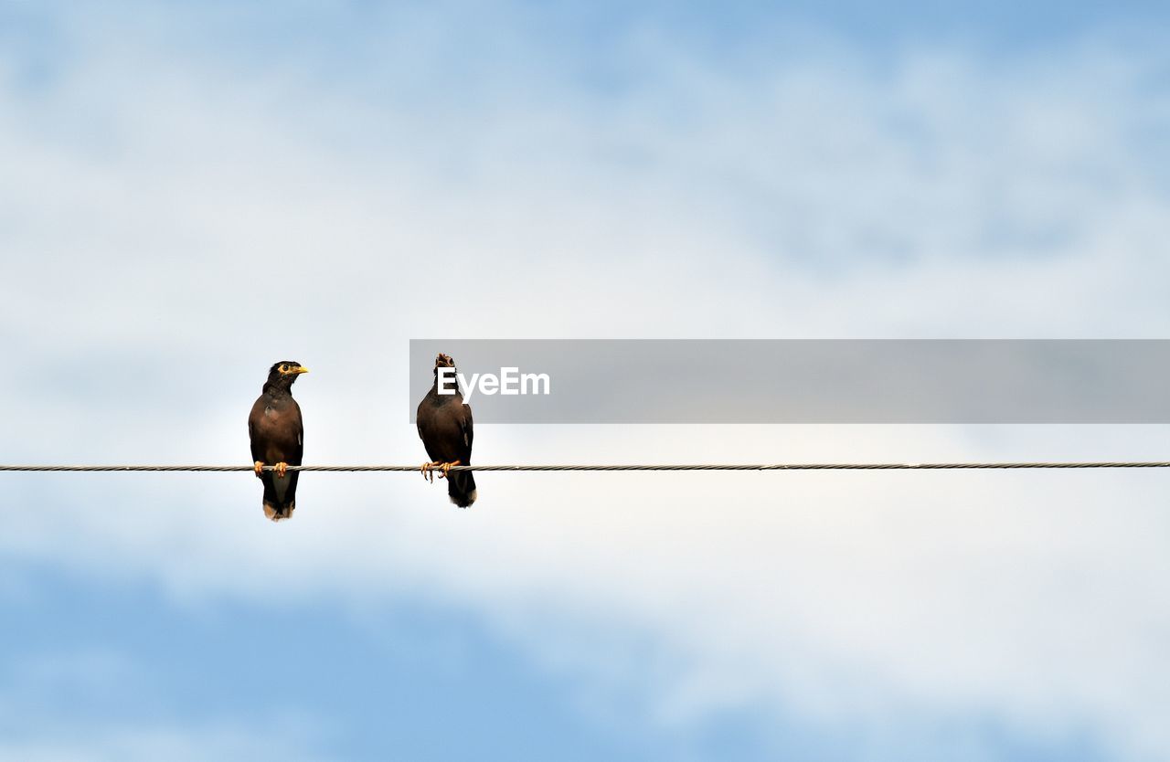 Low angle view of birds perching on cable