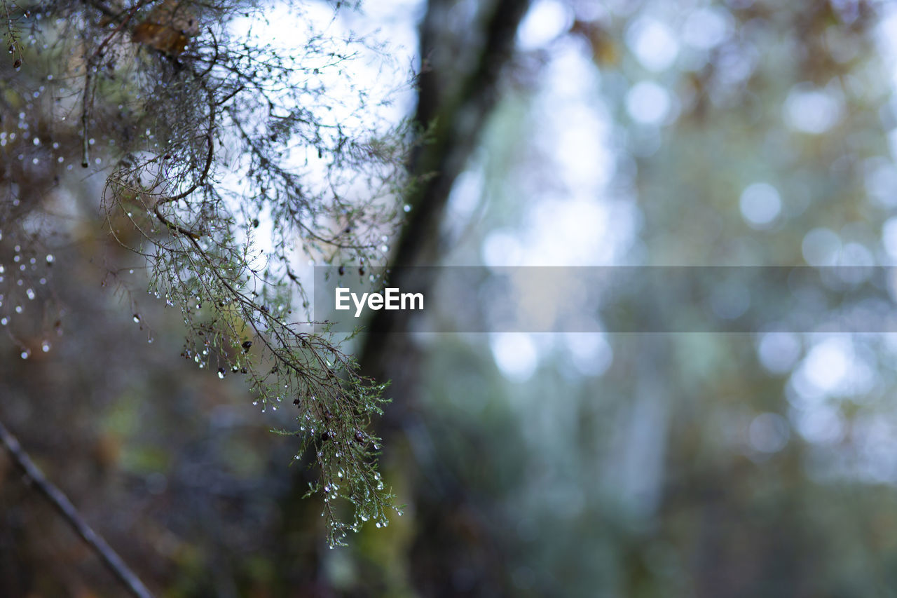 Close-up of water drops on pine tree