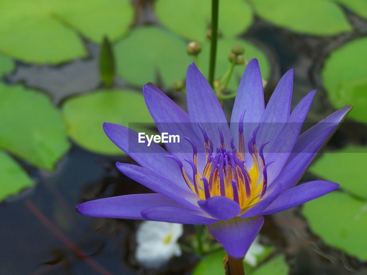 CLOSE-UP OF PURPLE WATER LILY IN GARDEN