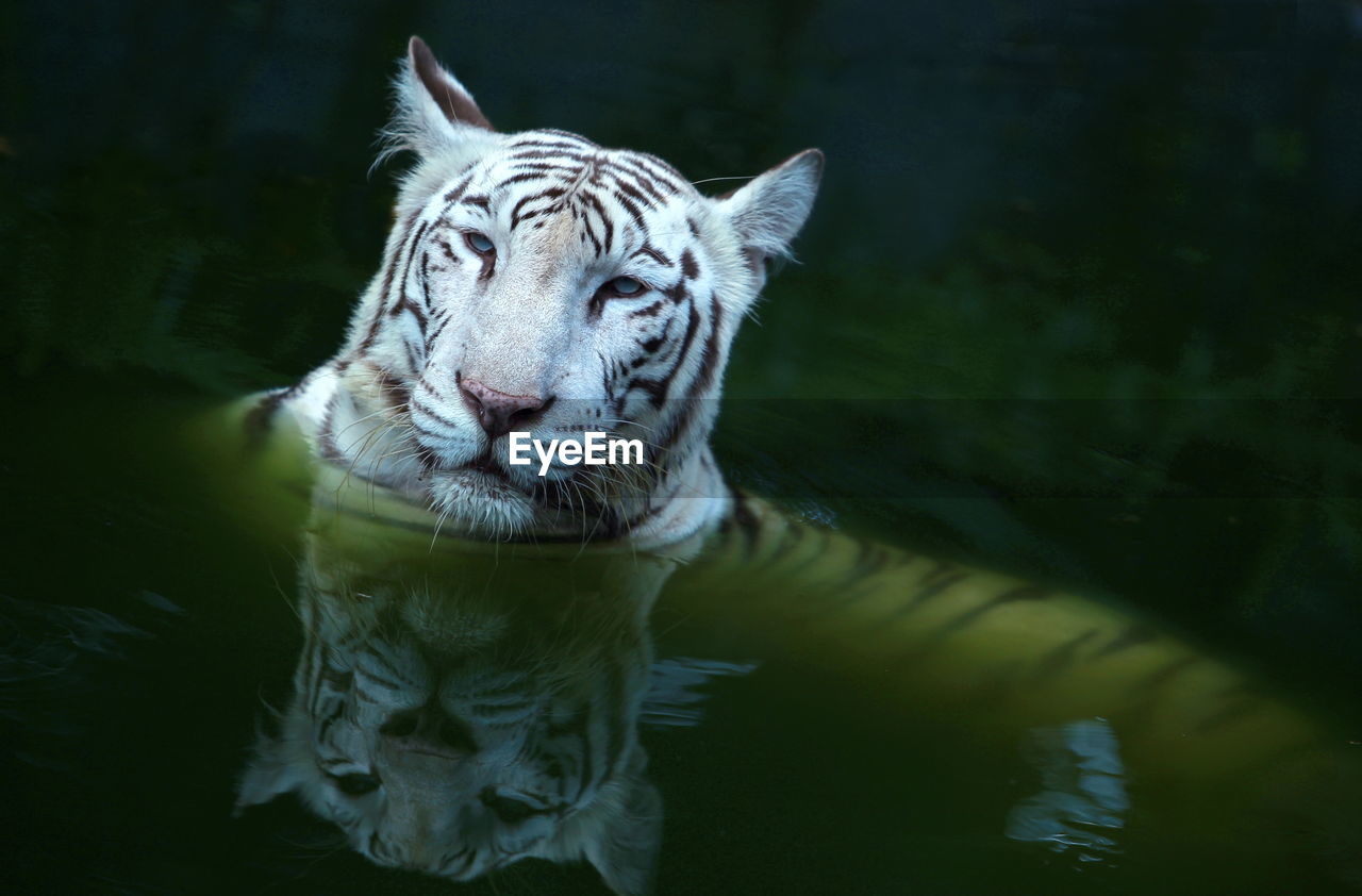 Close-up of white tiger swimming in lake