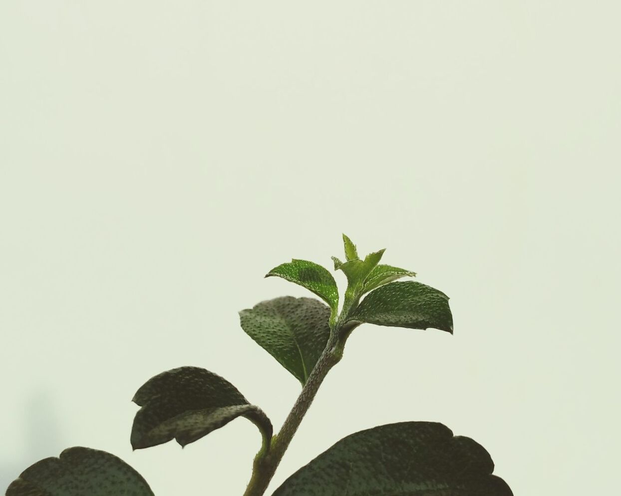 CLOSE-UP OF FRESH GREEN PLANT AGAINST CLEAR SKY