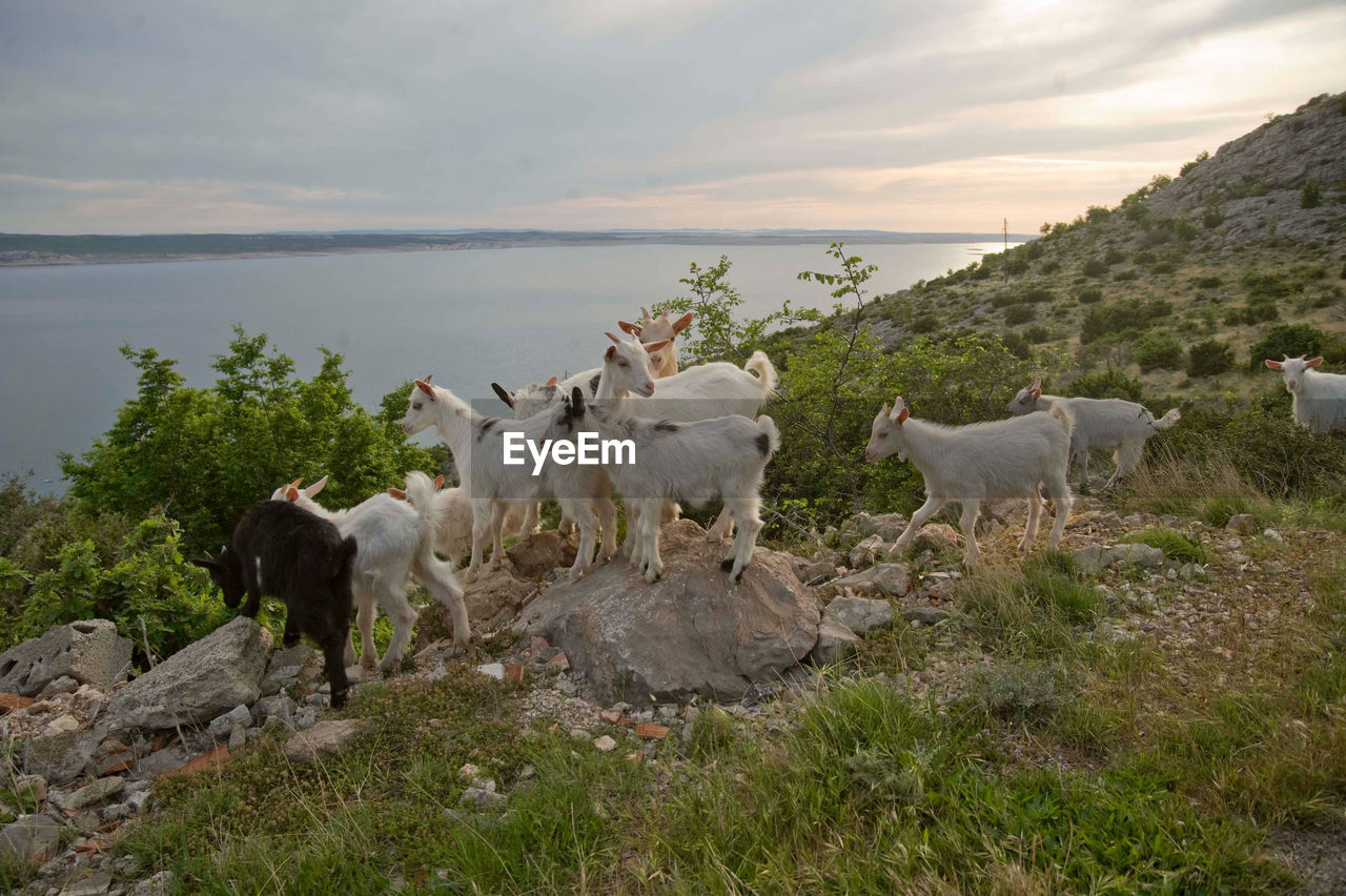 Young black and white goats on a rocky meadow, lake in the background