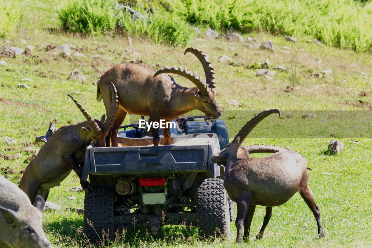 Three mountain goats serving themselves food from the four wheeler