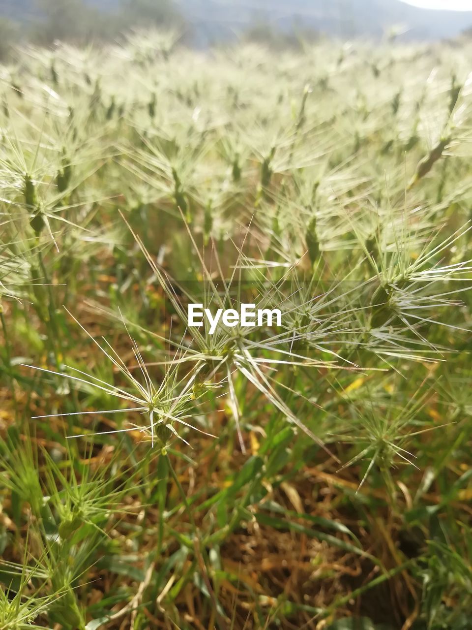 FULL FRAME SHOT OF FRESH PLANTS ON FIELD