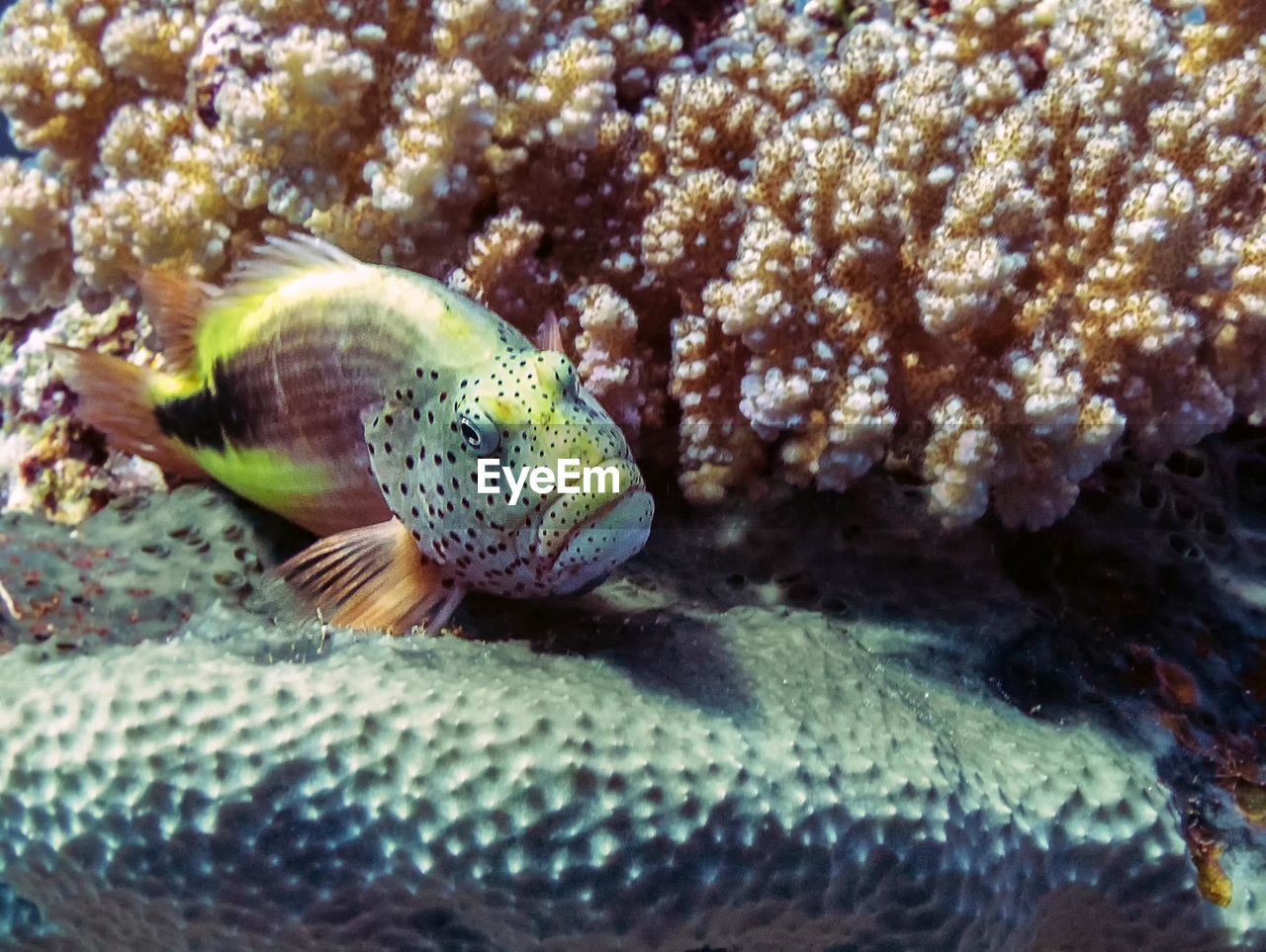 CLOSE-UP OF FISH SWIMMING IN SEA