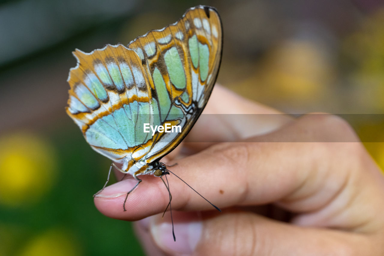 CLOSE-UP OF BUTTERFLY ON A HAND