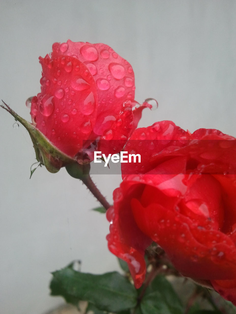 Close-up of wet red rose blooming in rainy season